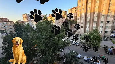 Bölgenin en büyük mama alımı Kayseri'de... 30 ton alınacak