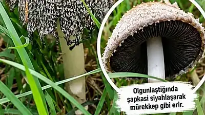 Bünyan'da sıra dışı bir mantar! Sıvıya dönüşüyor!