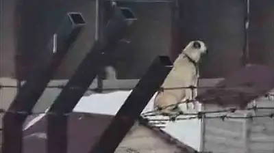 Deprem öncesi Sivas kangallarnın tepkisi şaşırttı