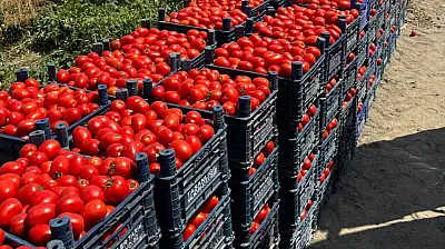 Kayseri'de salçalık domates fiyatları geriledi: Kışlık hazırlık yapanlar fırsatı değerlendirdi