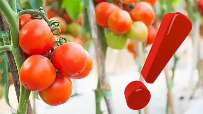 Kayseri'de salçalık domatesin kilosu rekor kırdı!