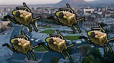 Kayseri'de sayıları arttı: Kokarca istilası kapıda mı?