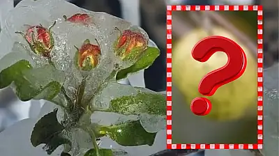 Kayseri'de üreticiyi geçen yıl don vurmuştu, bu yıl başka bir sorun!