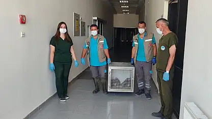 35 yaban kuşu yeniden doğaya hazırlanıyor