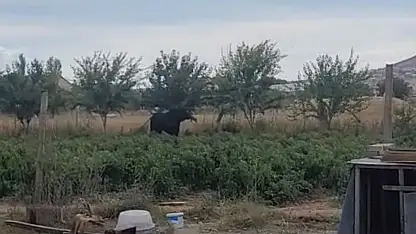 Kamyondan kaçan büyükbaş hayvan için saatler süren kovalamaca!