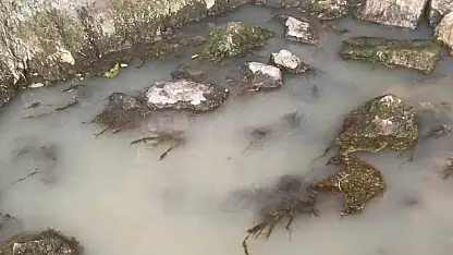 Sarız'da Ziyaret Suyu'nun görüntüsü dikkat çekti!