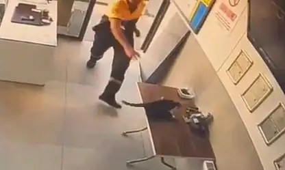 Kayseri'de kedinin saldırdığı kargayı bakın kim kurtardı?