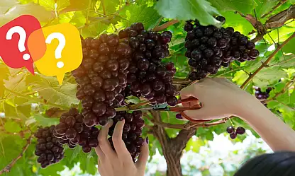 Develi'de üzümler neden geç olgunlaştı? Hasat öncesi dikkat çeken ölçüm