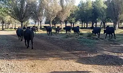 Kayseri'de her gün aynı saatte ortaya çıkıyorlar: Gören dönüp bir daha bakıyor!
