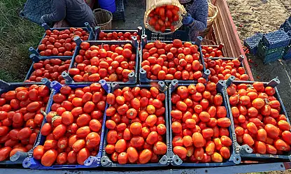 Kayseri'de salça sezonu başlamadan salçalık domatesin fiyatı belli oldu