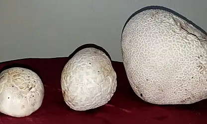 Sarız'da bulunan dev mantarlar görenleri hayrete düşürdü