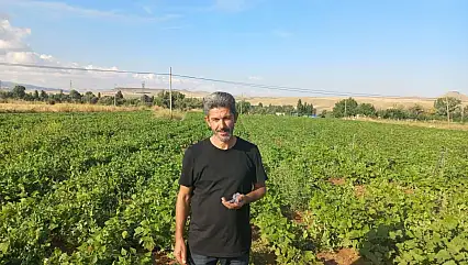 Bünyan'da üretici aynı tarladan ikinci kez hasat aldı!