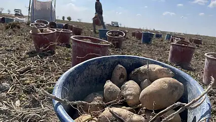 Türkiye'de patates üretiminin yüzde 10,9'unu Konya karşılıyor