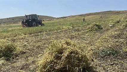 Mercimek hasadı başladı, bu sene yağışların da etkisiyle yüksek verim bekleniyor