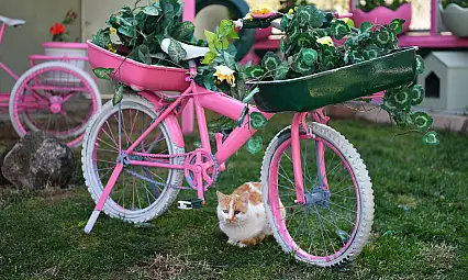 Kayseri'de patili dostlara yaşam desteği: İşte renkli fotoğraflar!