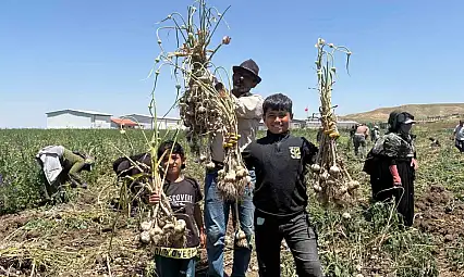 Deneme ekimiyle başladı, yüzlerce tonluk üretime ulaştı