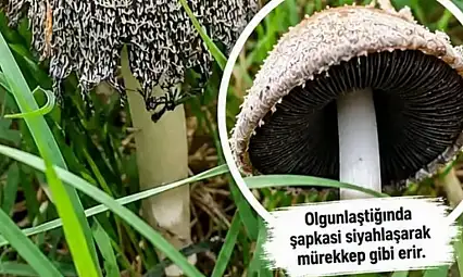 Bünyan'da sıra dışı bir mantar! Sıvıya dönüşüyor!