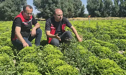 İl Müdürü Saklav'dan fenolojik gözlem: Pazar günüde sahadaydı!