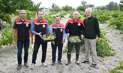 Kayseri'de 'bağ bozumu' başladı: İl Müdürü Saklav yerinde inceledi!
