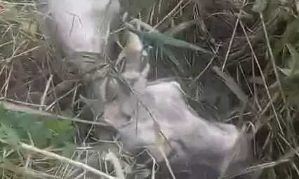 Kayseri'de kanala düşen inek için ekipler seferber oldu!