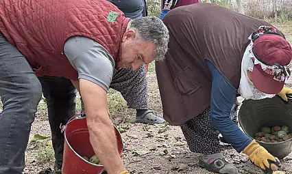 Kayseri'de olmaz dediler, şimdi herkes peşine düştü! 2 bin ağaçtan büyük kazanç