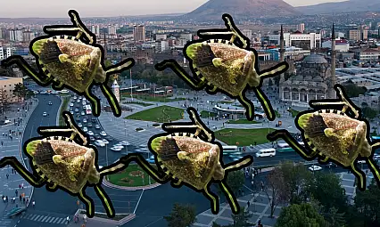 Kayseri'de sayıları arttı: Kokarca istilası kapıda mı?
