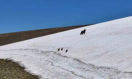 Kösedağ zirvesinde anne ayı ve 3 yavrusu dronla görüntülendi