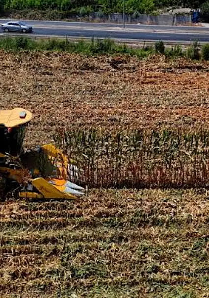 Kayseri'de 30 yıl önce yoktu, şimdi 500 bin tona ulaştı!