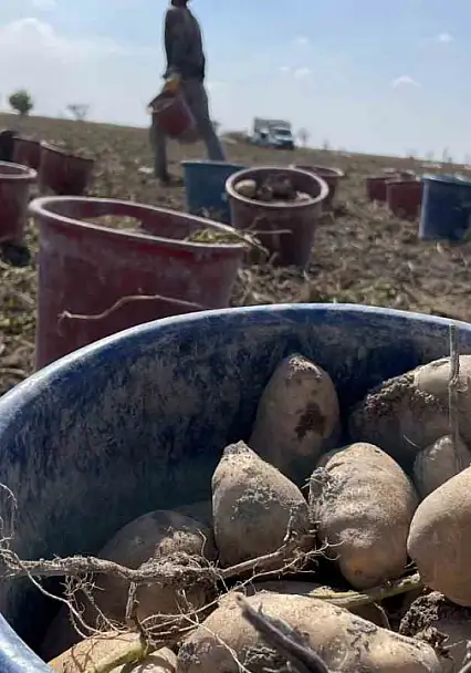 Türkiye'de patates üretiminin yüzde 10,9'unu Konya karşılıyor