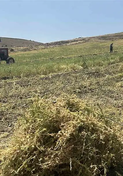 Mercimek hasadı başladı, bu sene yağışların da etkisiyle yüksek verim bekleniyor