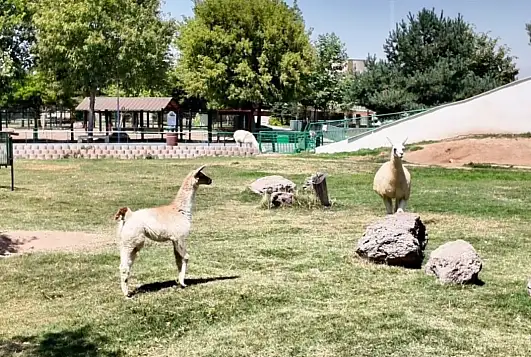 Kayseri'de Hayvanat Bahçesi'ne 59 yeni üye katıldı