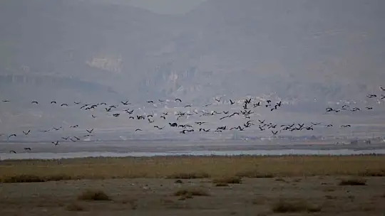 2023 yılı kış ortası su kuşu sayımları tamamlandı