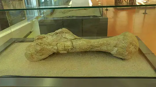 7,5 milyon yıllık tarih Kayseri'de sergileniyor