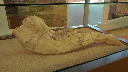 7,5 milyon yıllık tarih Kayseri'de sergileniyor