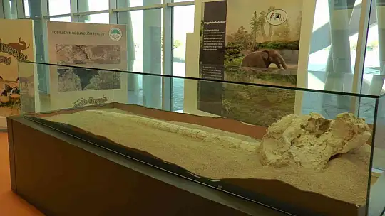 7,5 milyon yıllık tarih Kayseri'de sergileniyor