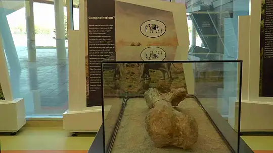 7,5 milyon yıllık tarih Kayseri'de sergileniyor