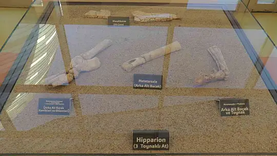 7,5 milyon yıllık tarih Kayseri'de sergileniyor