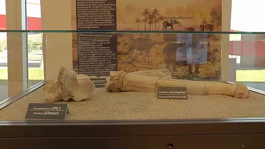 7,5 milyon yıllık tarih Kayseri'de sergileniyor