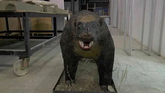 7,5 milyon yıllık tarihi ayaklandırdılar