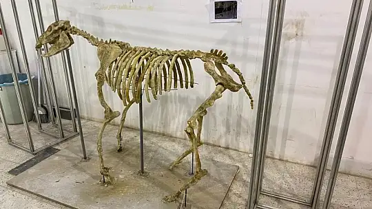 7,5 milyon yıllık tarihi ayaklandırdılar