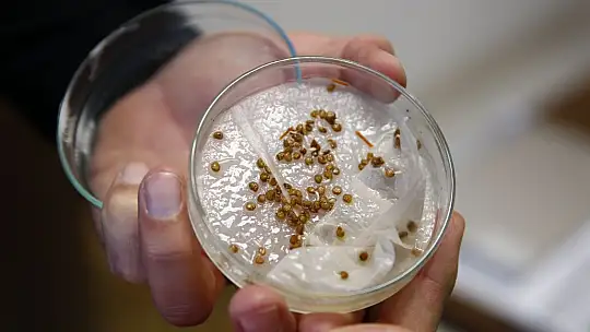 Kayseri Üniversitesi'nden genetiği değiştirilmemiş tohum