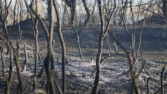Adana'da 25-30 hektarın yandığı orman yangını kontrol altına alındı