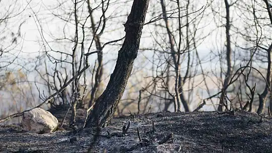 Adana'da 25-30 hektarın yandığı orman yangını kontrol altına alındı