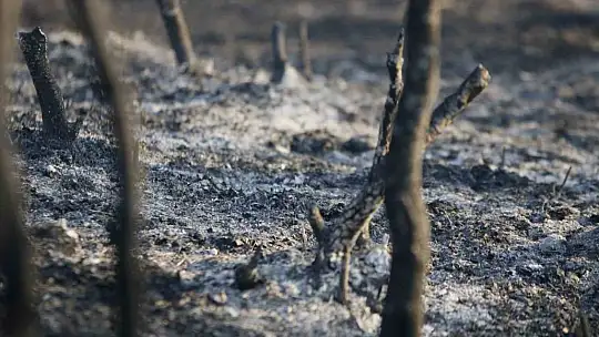 Adana'da 25-30 hektarın yandığı orman yangını kontrol altına alındı