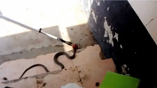 Adana'da eve giren yılan itfaiye ekipleri tarafından yakalandı