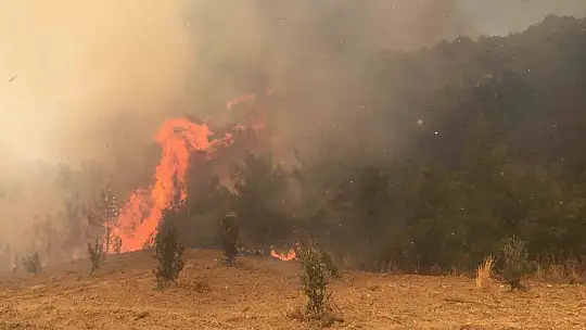 Adana'da orman yangını
