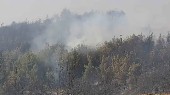Adana'da orman yangınına havadan ve karadan müdahale devam ediyor