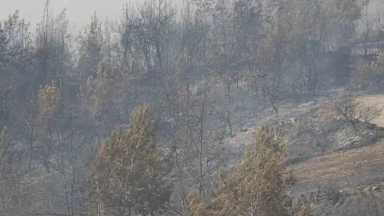 Adana'da orman yangınına havadan ve karadan müdahale devam ediyor