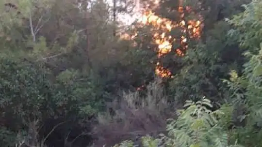 Adana'da ormanlık alanda yangın