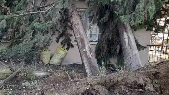 Ağaç lojmanın üzerine devrildi, ekipler kaldırdı